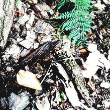 Living Monstrosity : Residual Deadwood Pt. 1 Living Monstrosity : Residual Deadwood Pt. 1